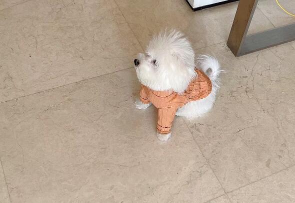 ����־�Ă����Y��,�������͂����Y��