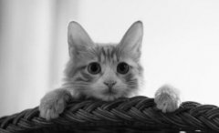 ���u�T�֮���Ű؈��ƽ�_���÷�̖,��ֹ�܆�
