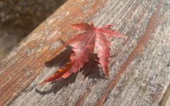 ����Ů�Ѱlҕ�l������һ�����ѻ�,�O�Ʒ�׌��Ҳ�Ҫ���y���